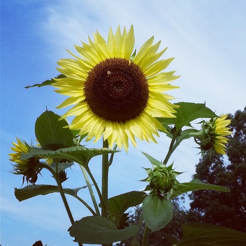 Pat Sloan sunflower