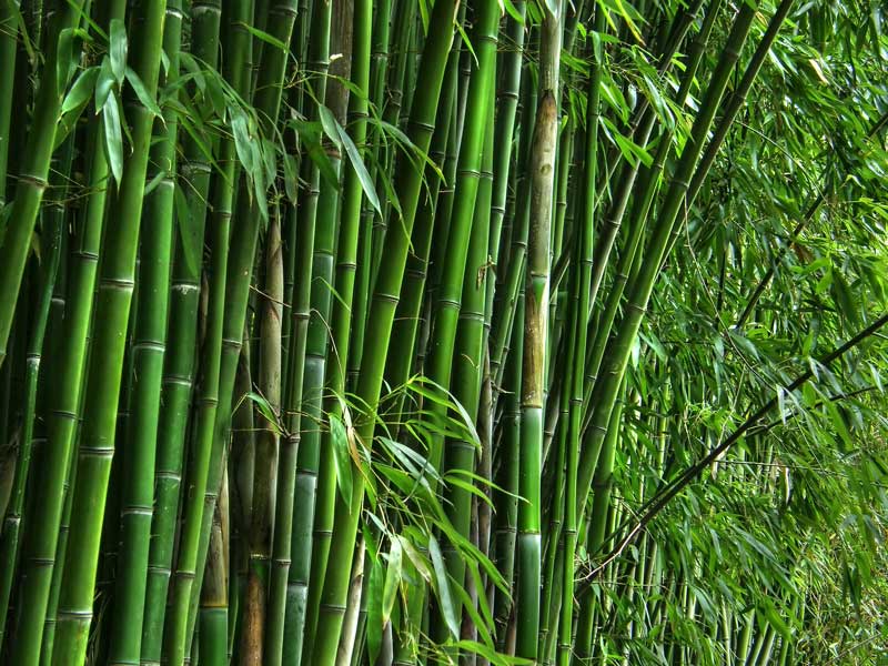 CT-Bamboo