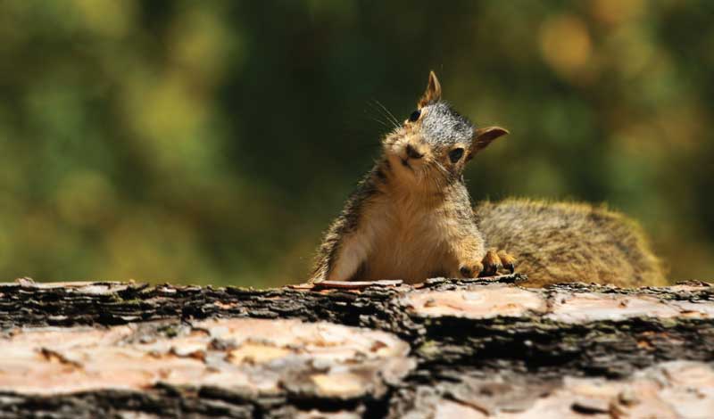 CT-Fall-Squirrel-Kansas